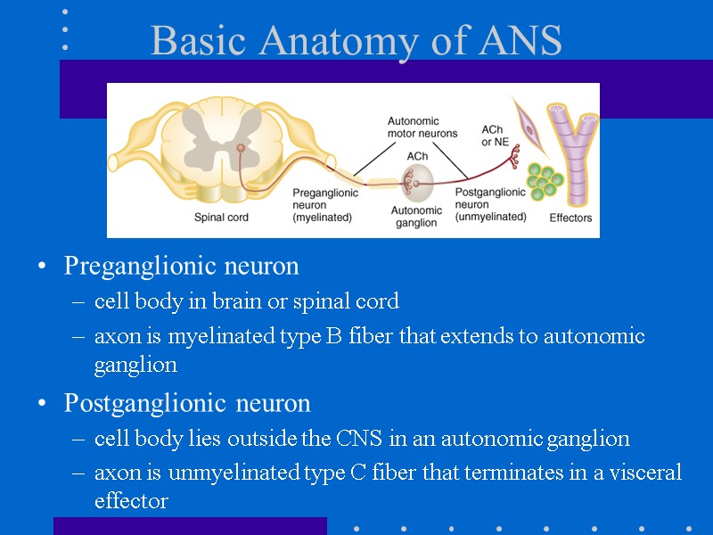 Basic Anatomy of ANS Preganglionic neuron cell body in brain or spinal cord 
